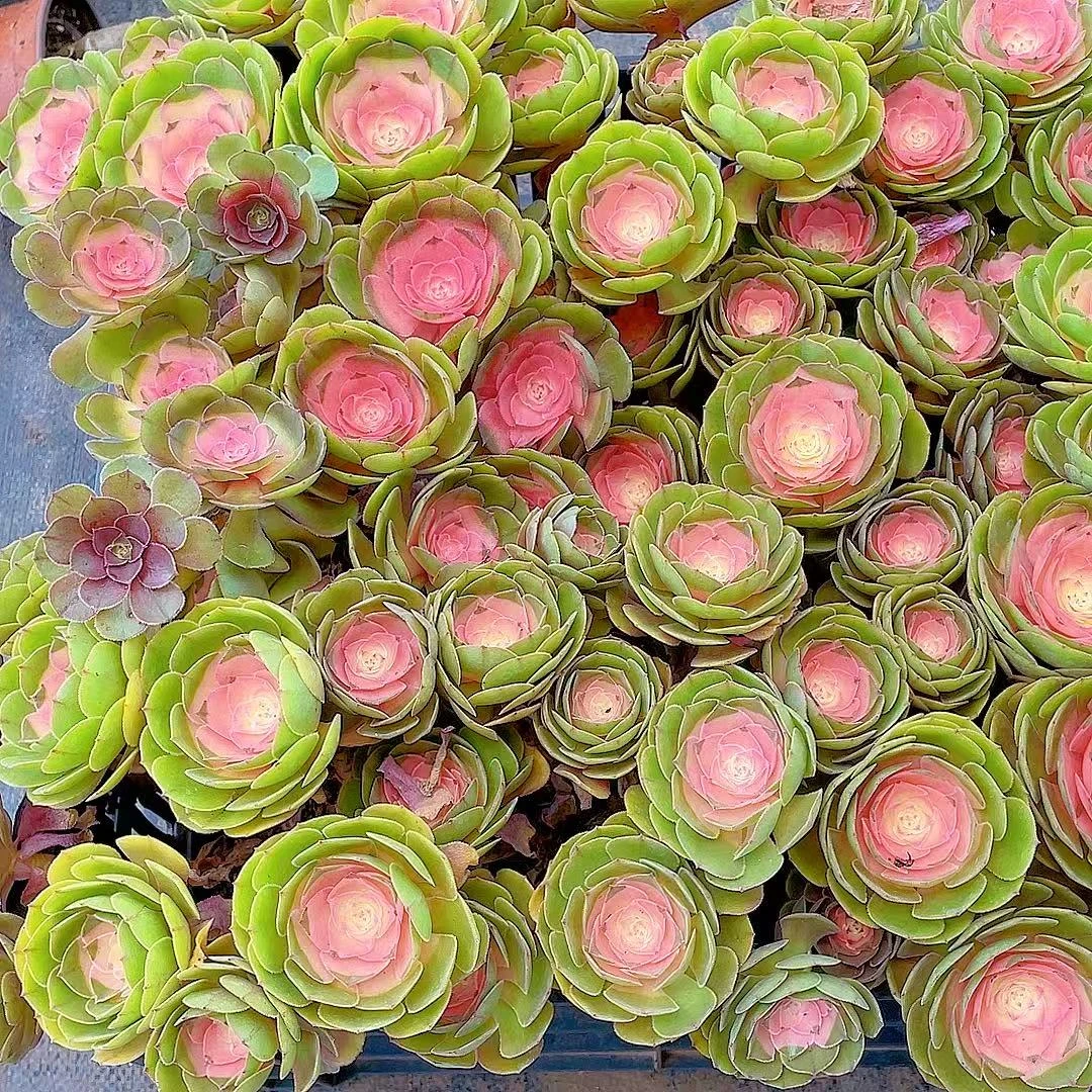 汐缘家 香宾法师2颗【脱土发货】多肉植物 两单包邮