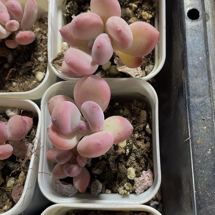 单头苹果奶带盆土发