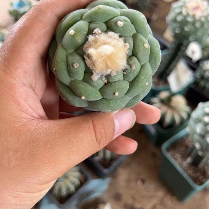 大尤海鲜仙人球3105号