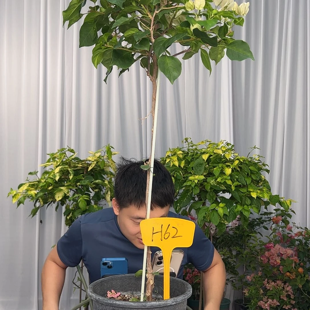 P***o当前无花栽培后可以开花H62暗丽