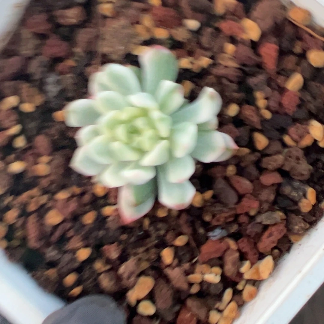 柠***肉蓝苹果锦，覆轮锦多肉