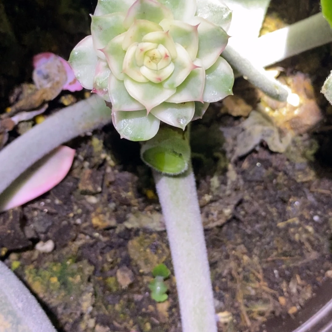 不开花植物琉璃盏锦