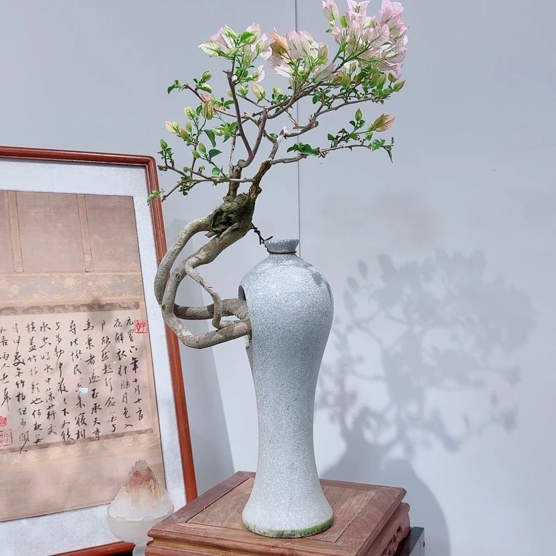 宏*三角梅等植物的生长