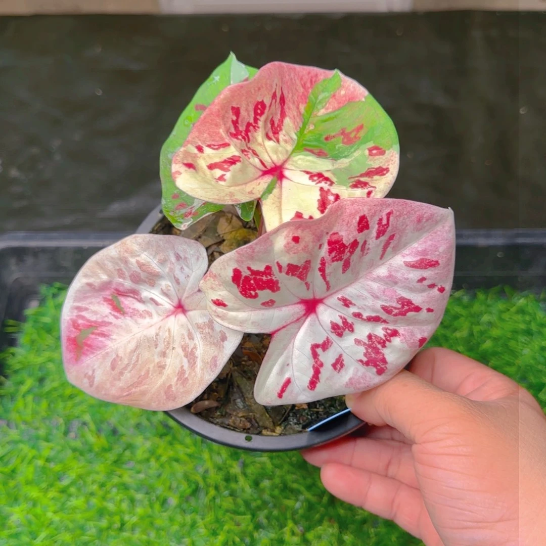 8-0729泰国发货多肉
