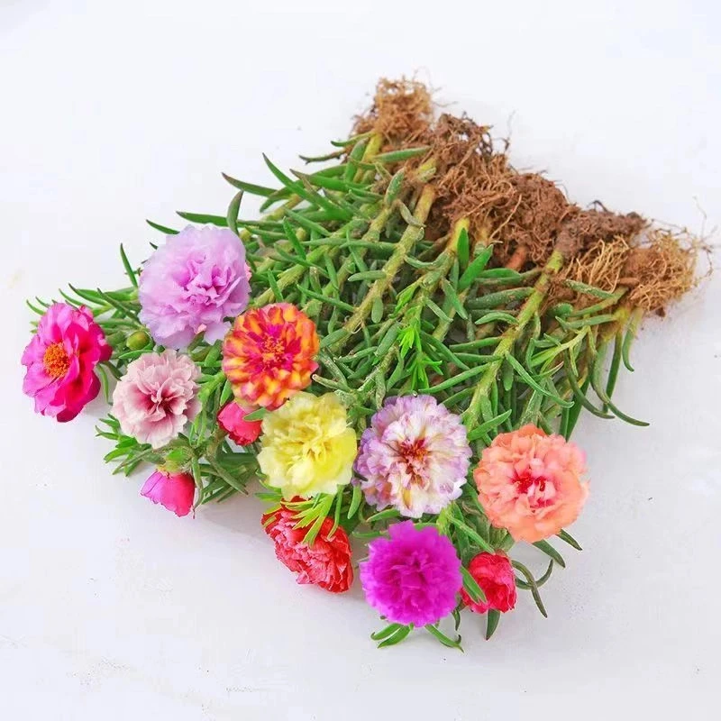 绿植花卉多色重瓣太阳花苗花苞带土四季开花盆栽苗易活耐热混色