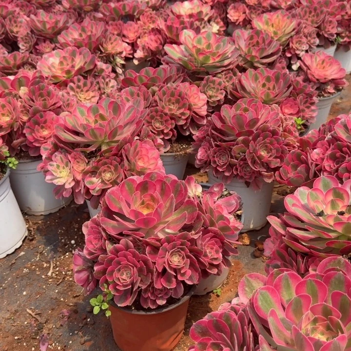 粉女巫群生啊啊啊