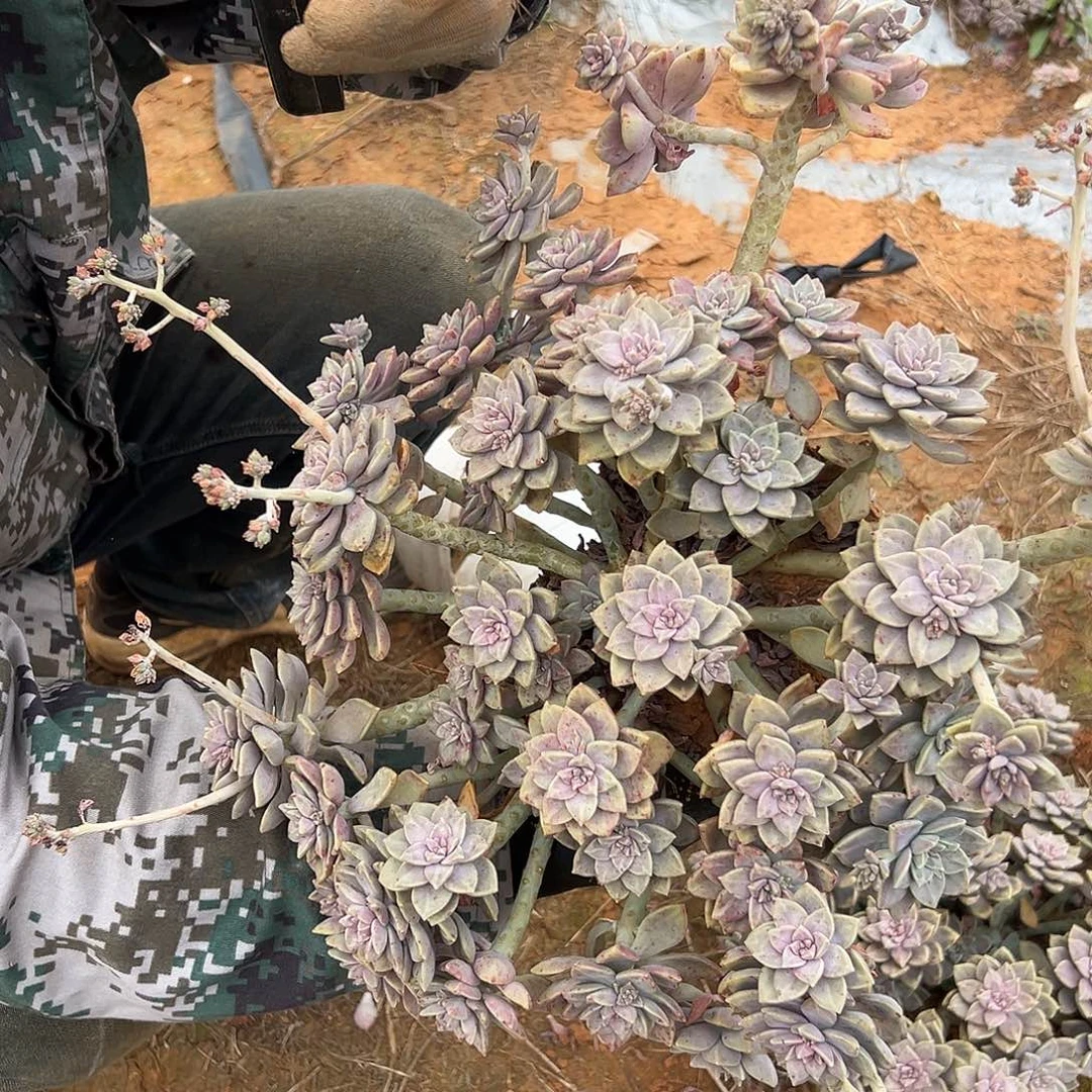 阿伦陪多肉2棵发货