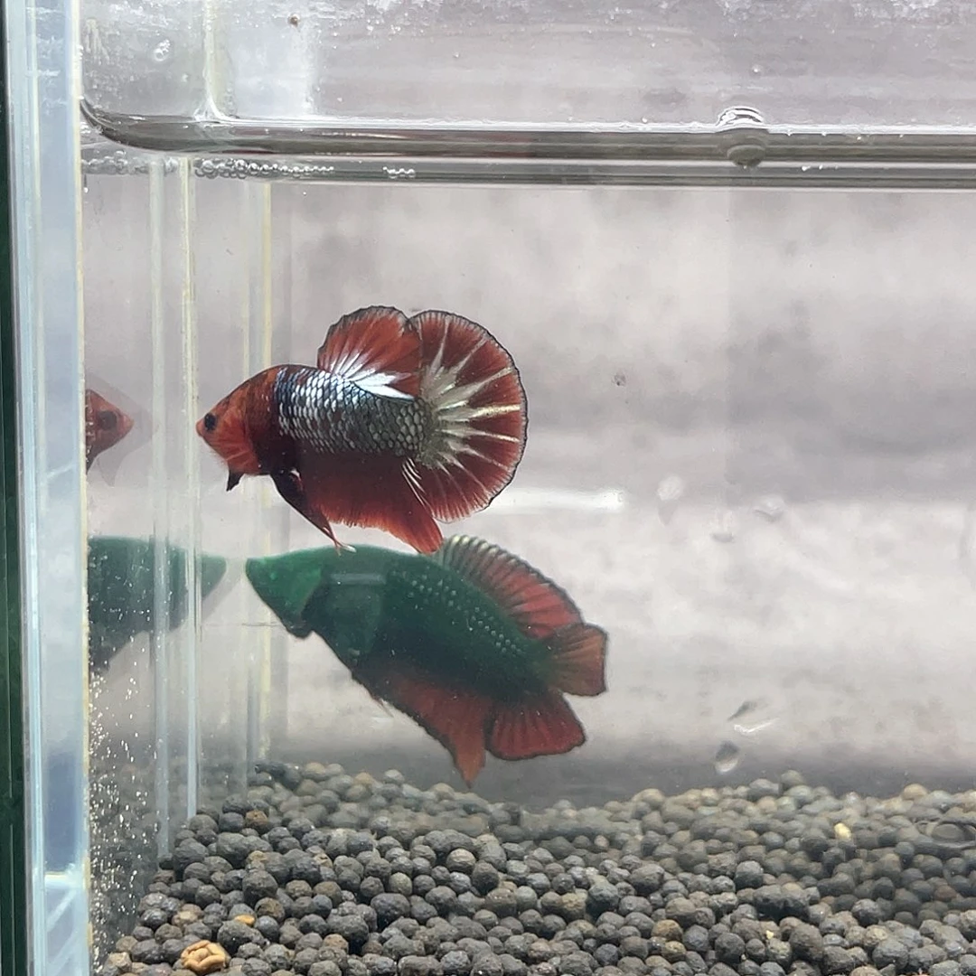 斗鱼不包邮首单补10运16