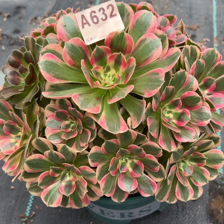 632妖月25厘米左右