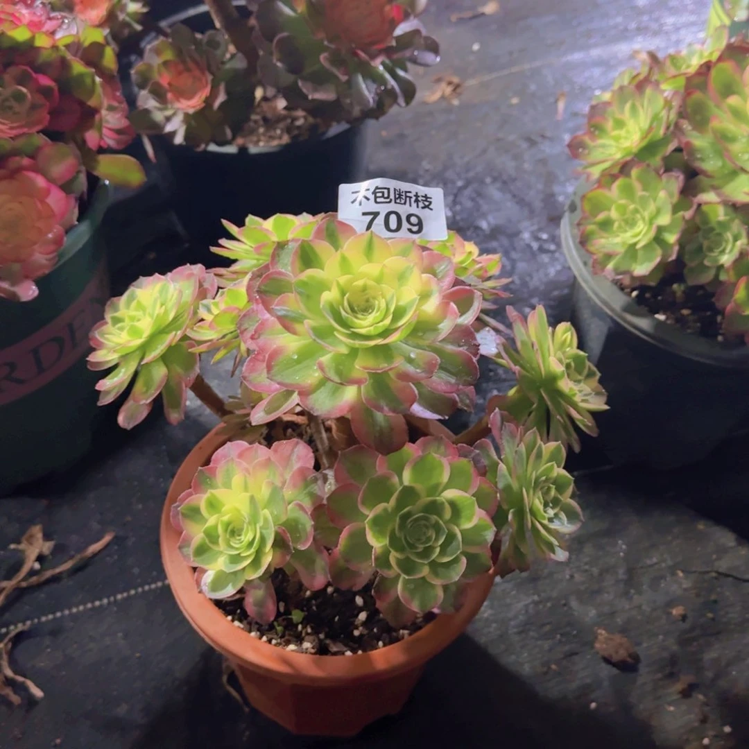 精品多肉植物709