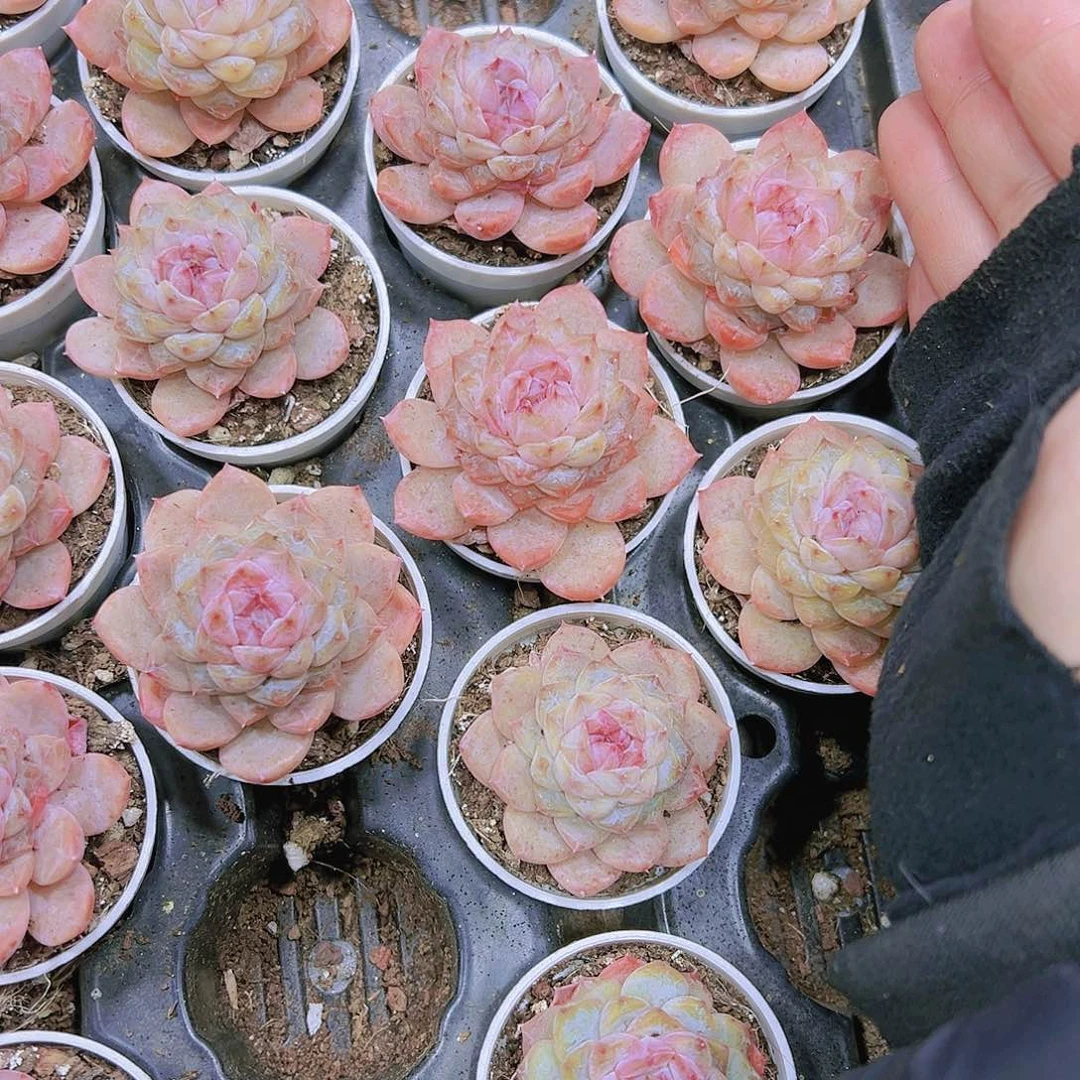 粉胭脂19包邮多肉