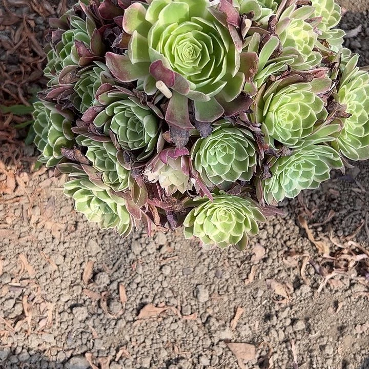 马***n孔雀翎多肉植物花花