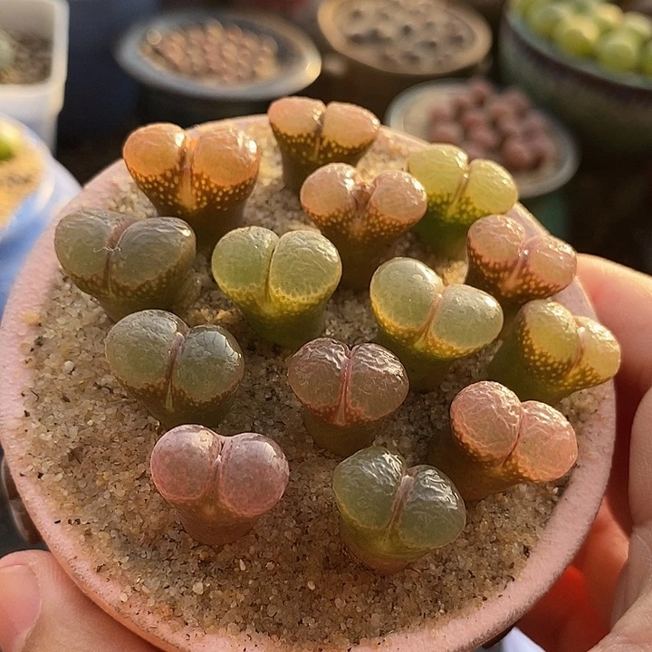 17515样本风铃一盆