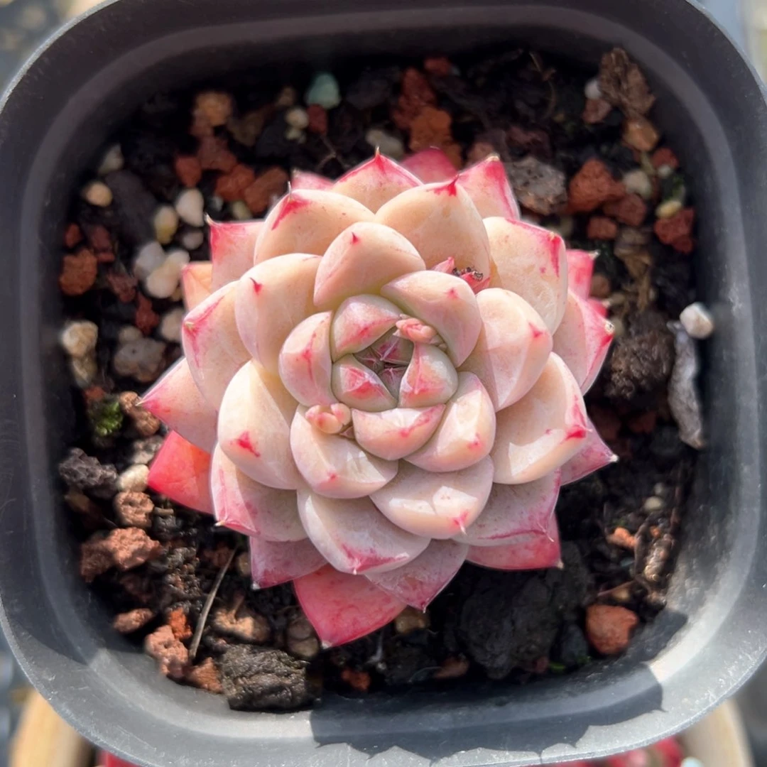 阿尔巴佳人（满38包邮）多肉