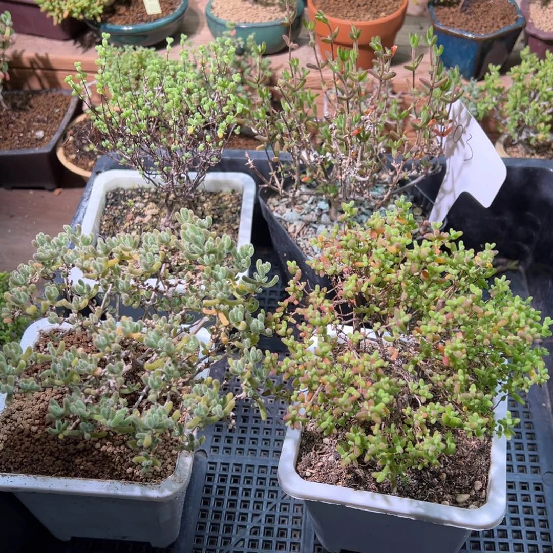 03框拍特价商品带盆