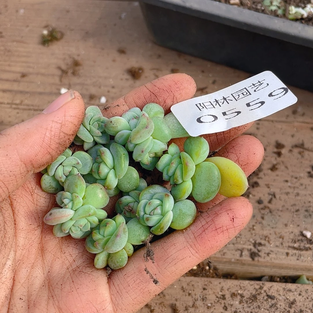 多肉植物多肉植物559