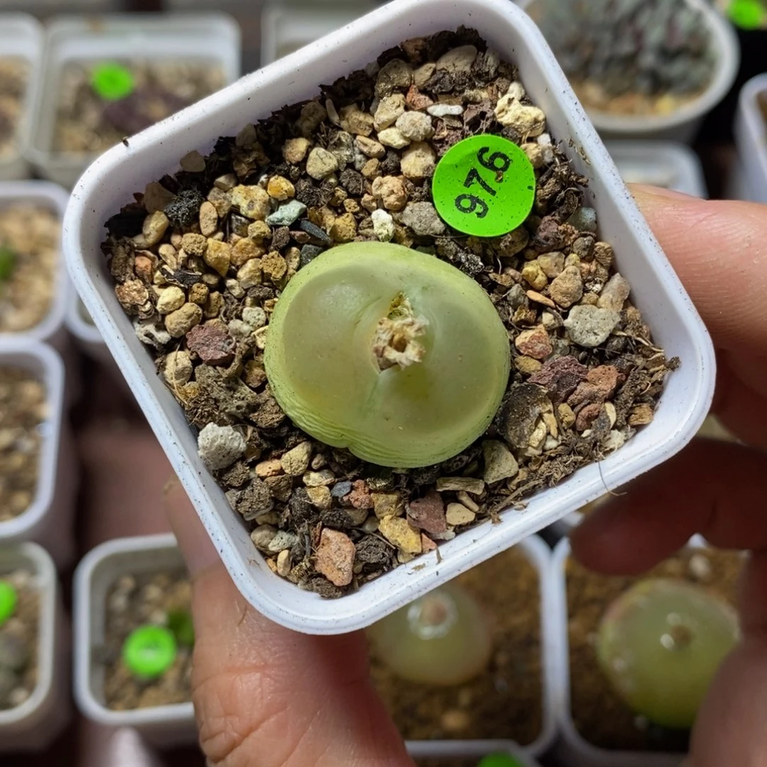 拉登2.38多肉植物976