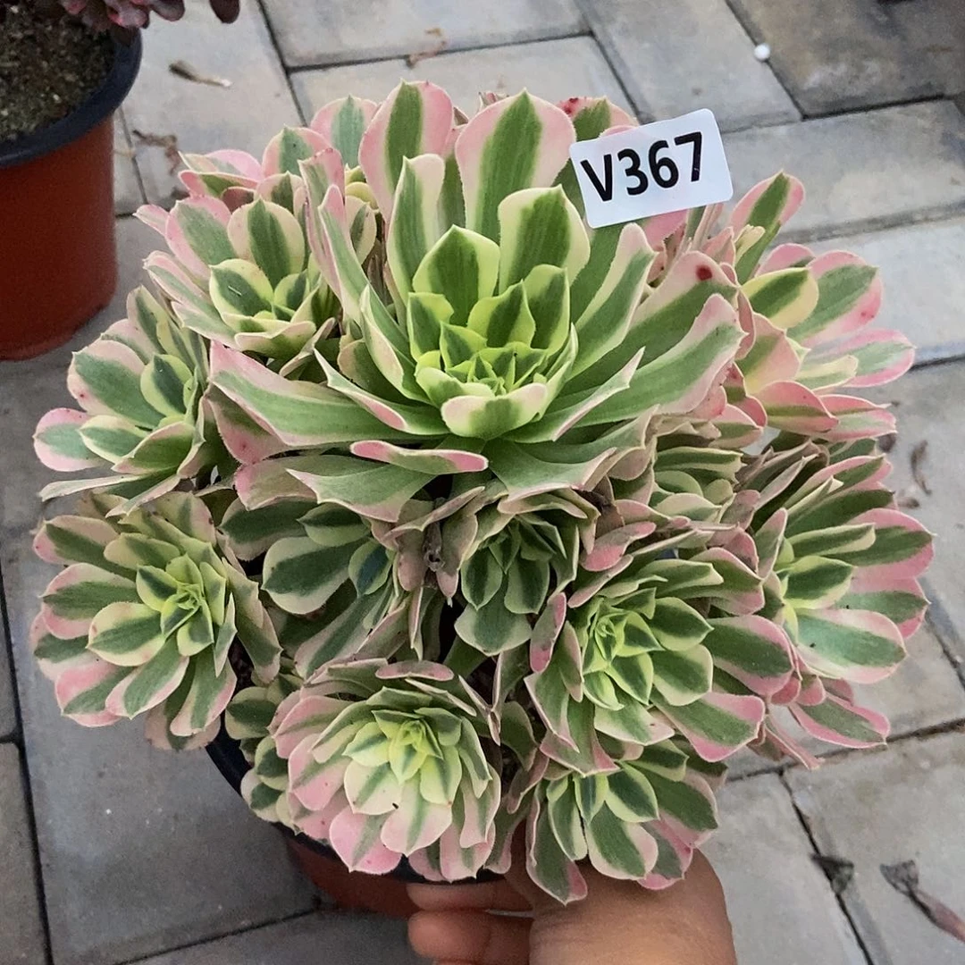 367白凤33333冠服21左右