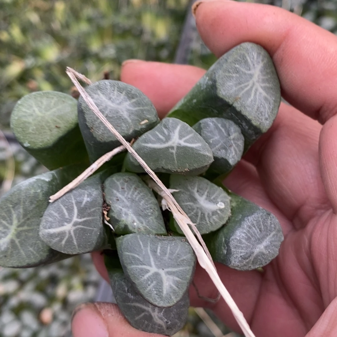 琉***~652 一颗福利。