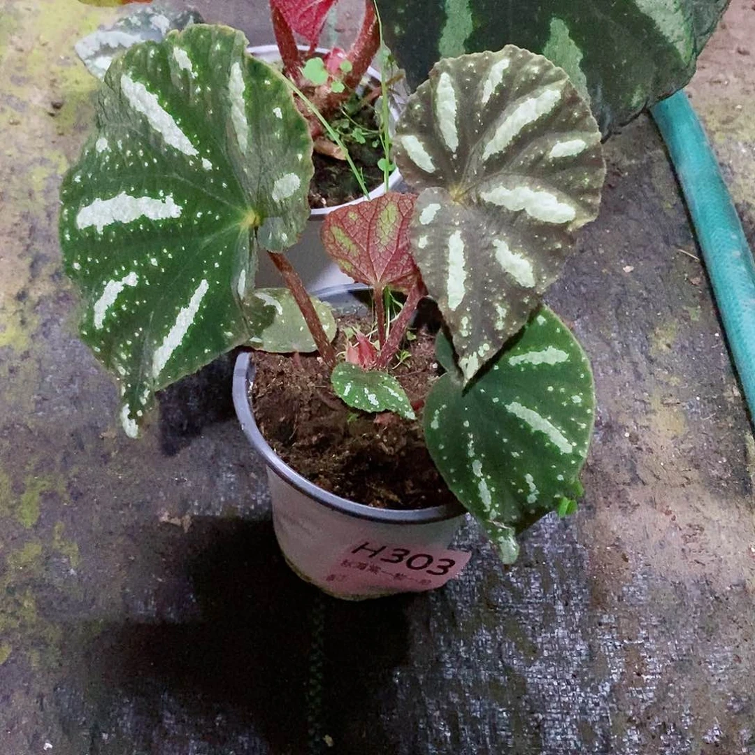 不开花植物E****吭秋海棠303