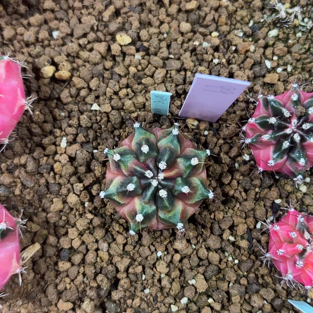 泰国米哈99-0219