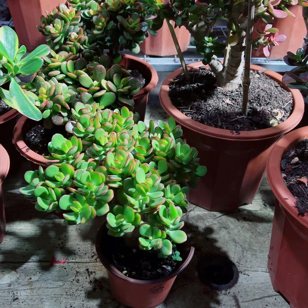 圆****稀有摇钱树带盆6180