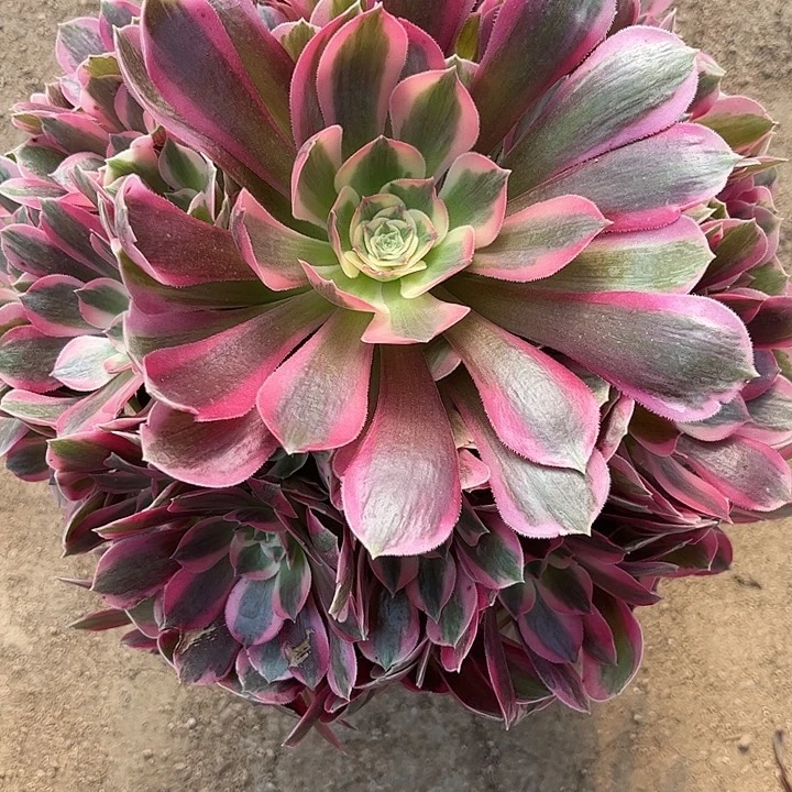 多头植物粉女郎锦…………