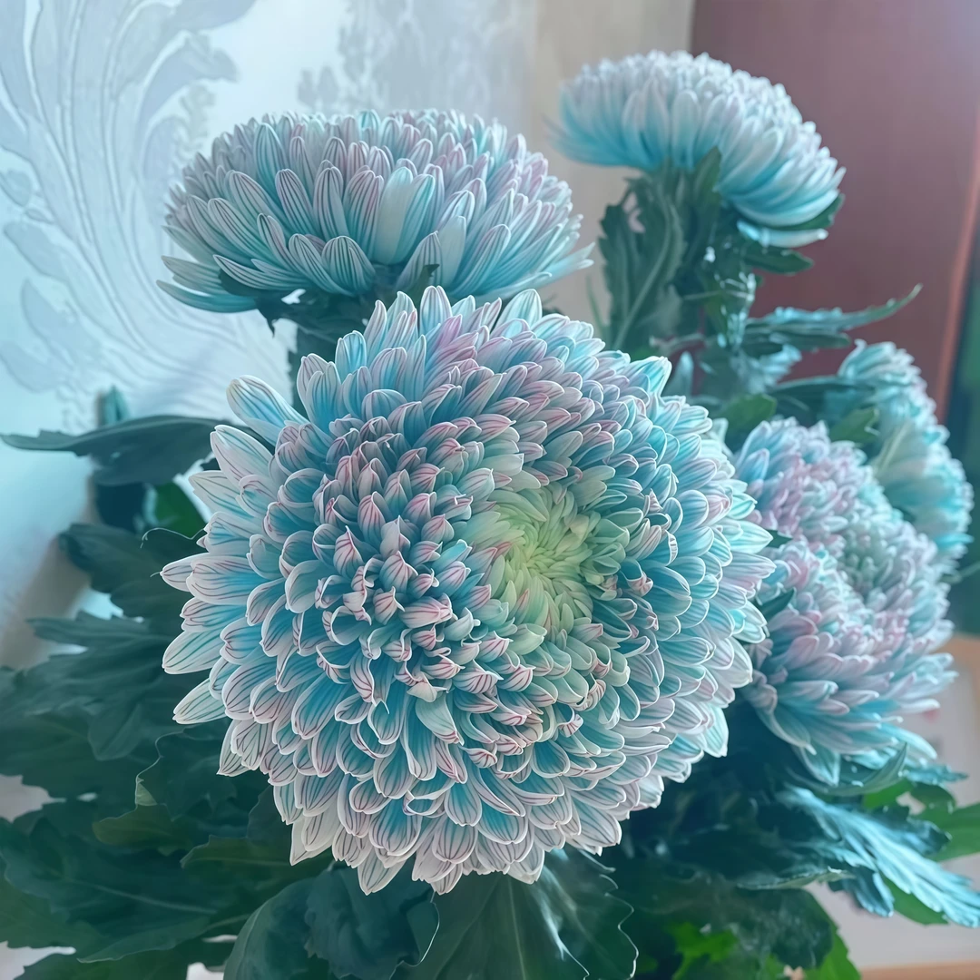 蓝极光【菊花苗】扦插苗盆栽新鲜重瓣大花开花绿植四季耐热寒室内外