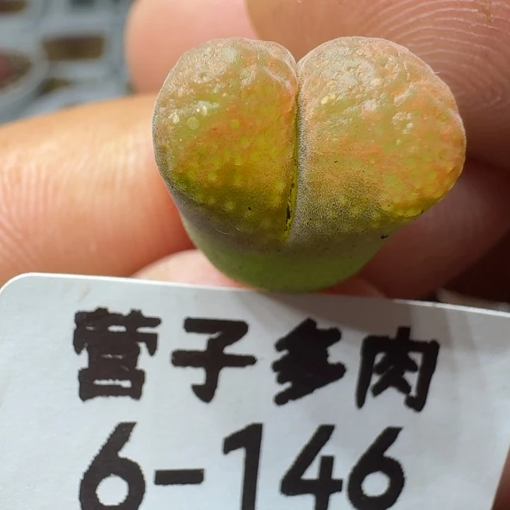 蛋糕。