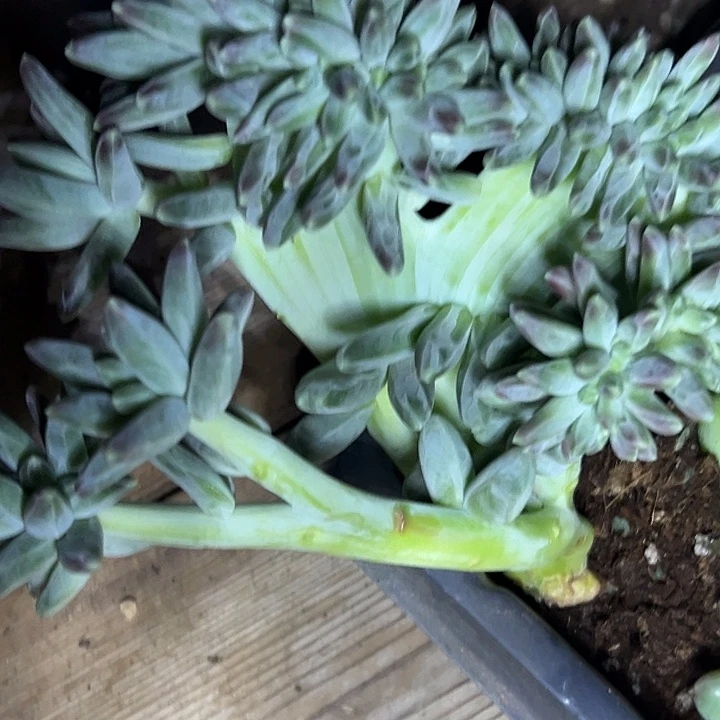 雪戴利缀美人特价一物一拍