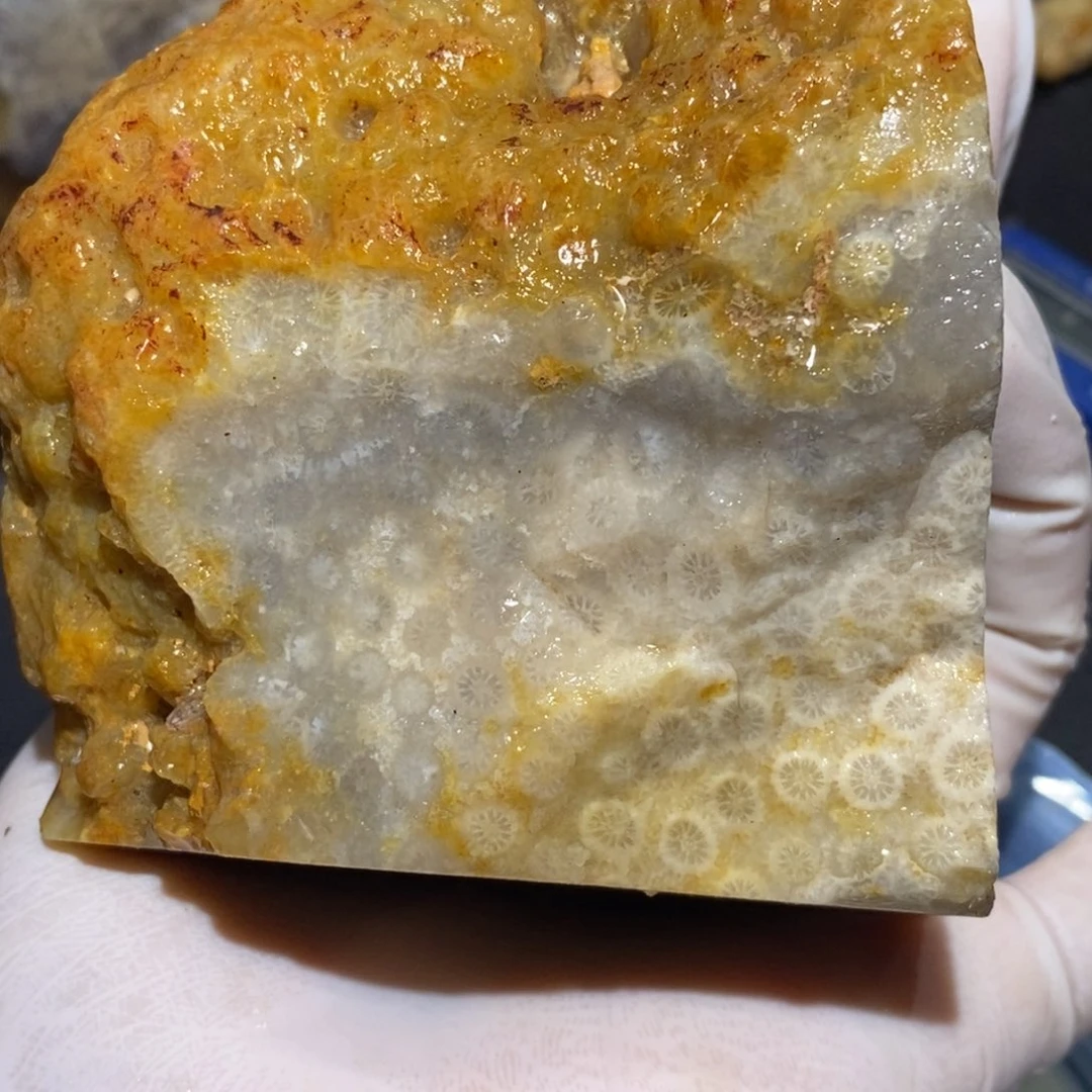 【闪购商品】硅化玉珊瑚玉未镶嵌