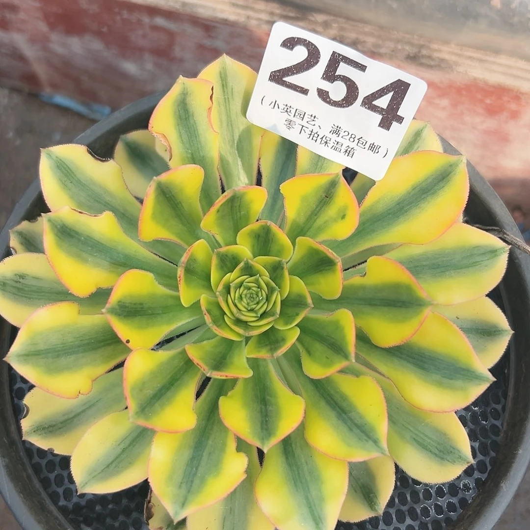 太阳神单头254多肉植物