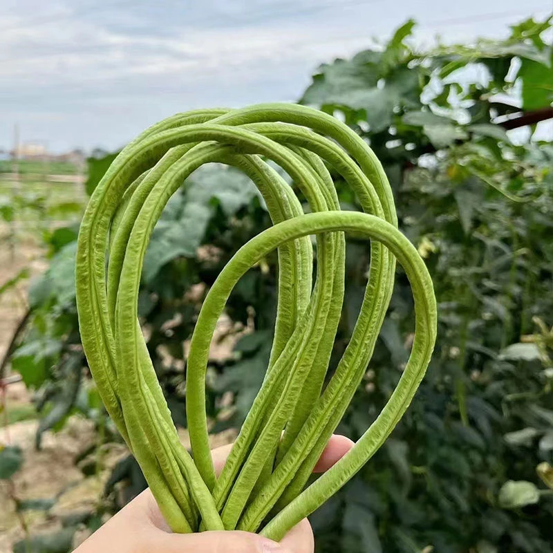 四川豇豆农家豆角条粗肉厚老品种