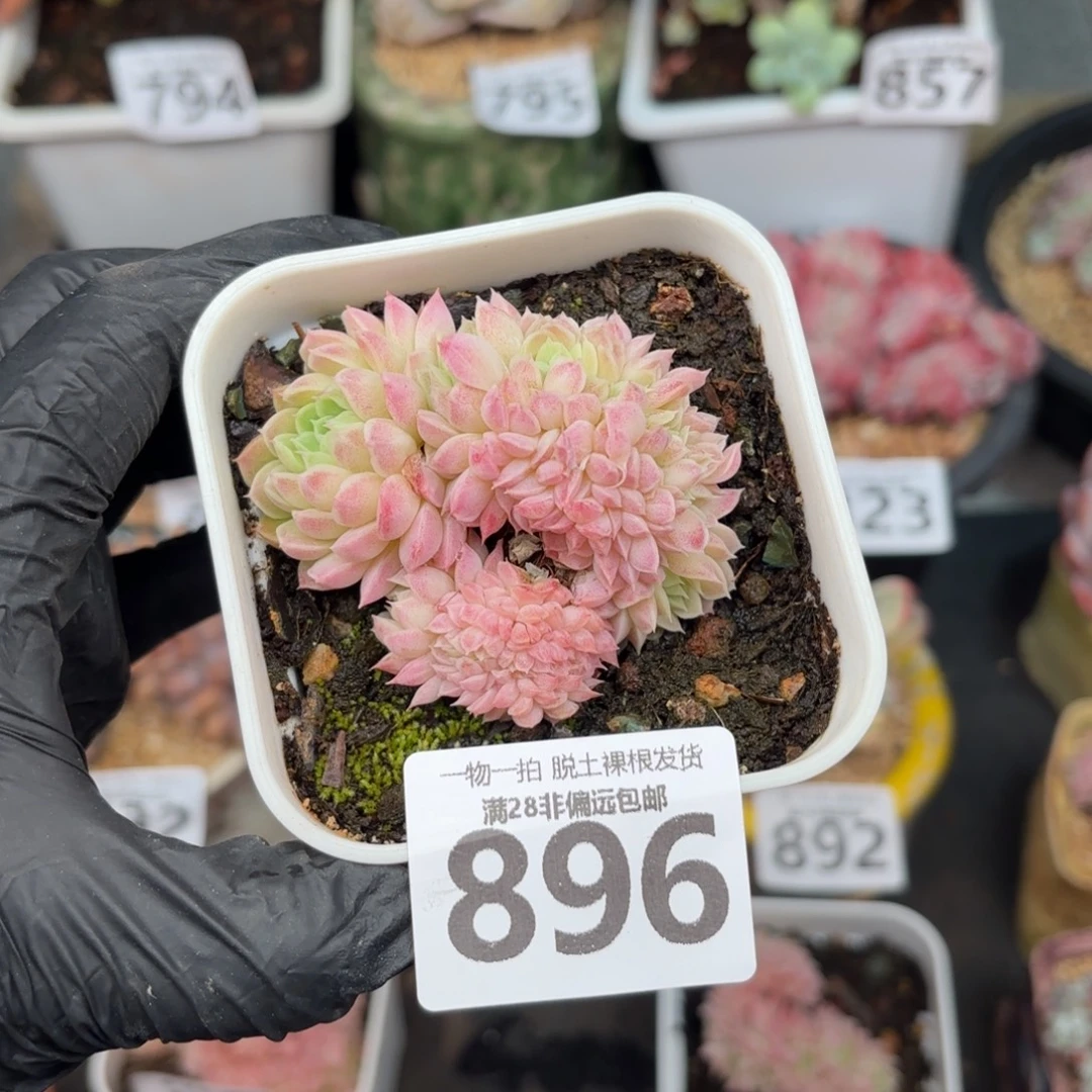 羊脂球缀化无盆土发货