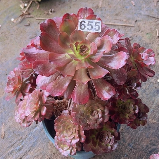 八***妹一颗多肉植物法师