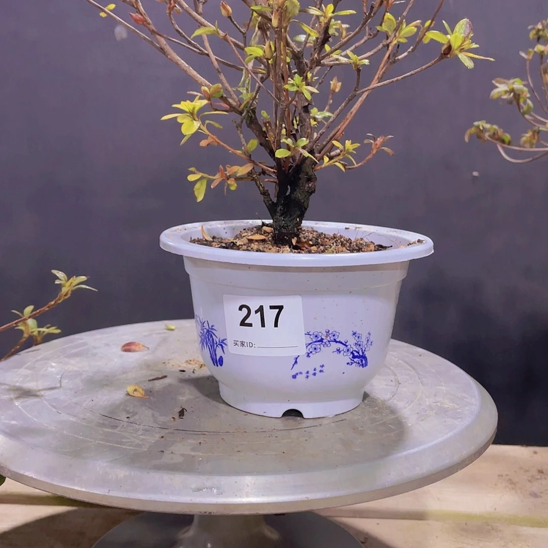 红陶直播时间一定一起