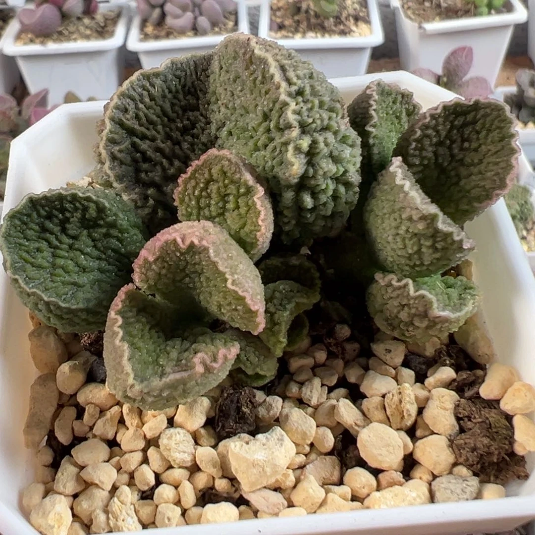 茶 绿色系大油刺粉色皱边款实生（叶片80）