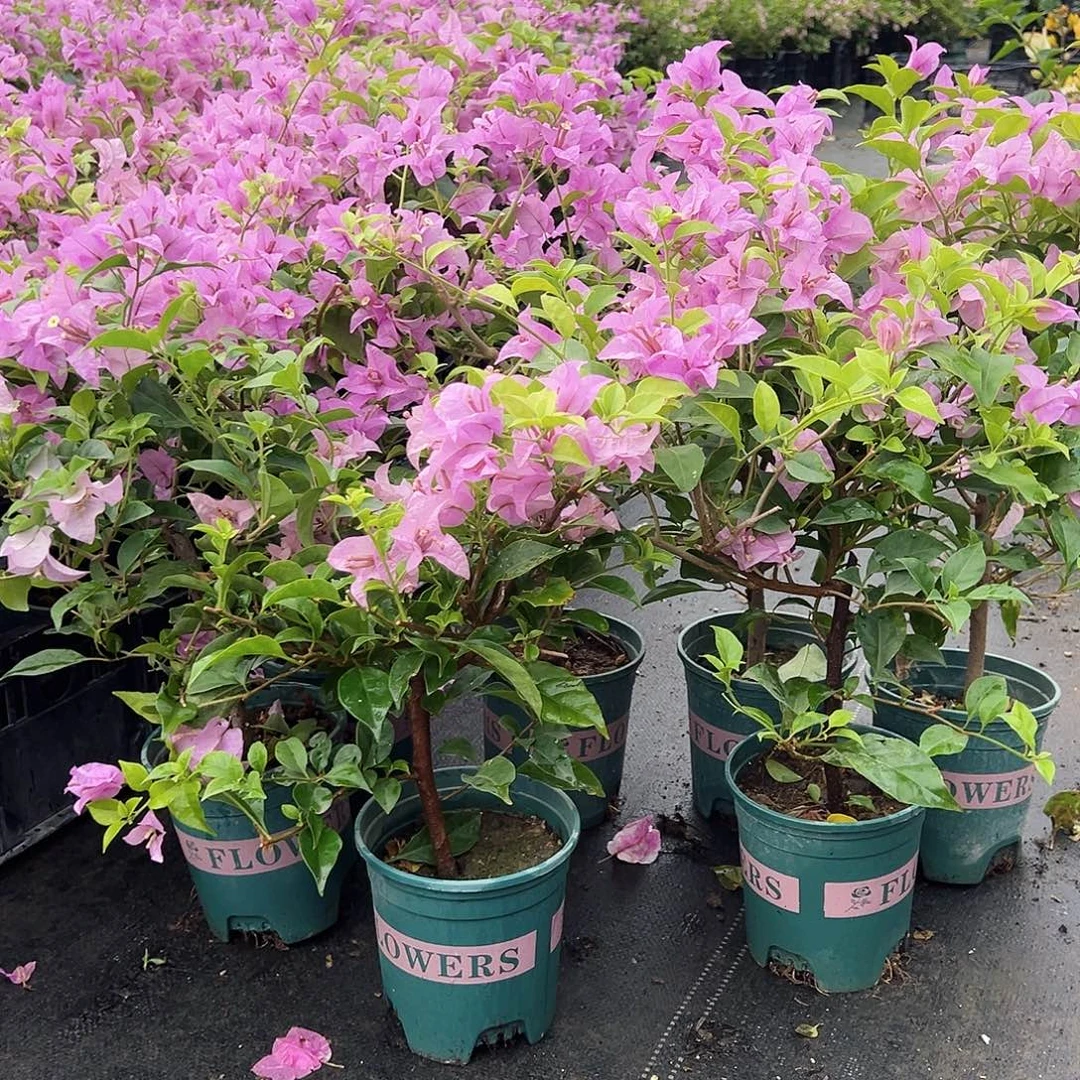 大部分花苞少量开放巴西紫掌中宝一颗