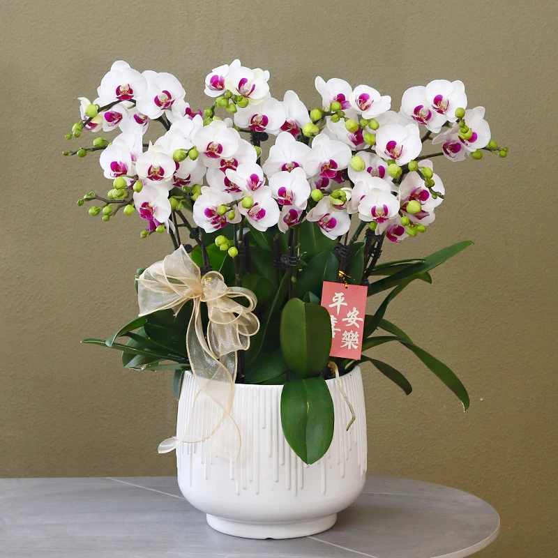 【雪域】白紫色系蝴蝶兰带花带盆组好发货客厅庭院别墅办公室年宵