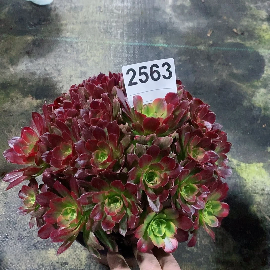 红陶2563安娜4多肉