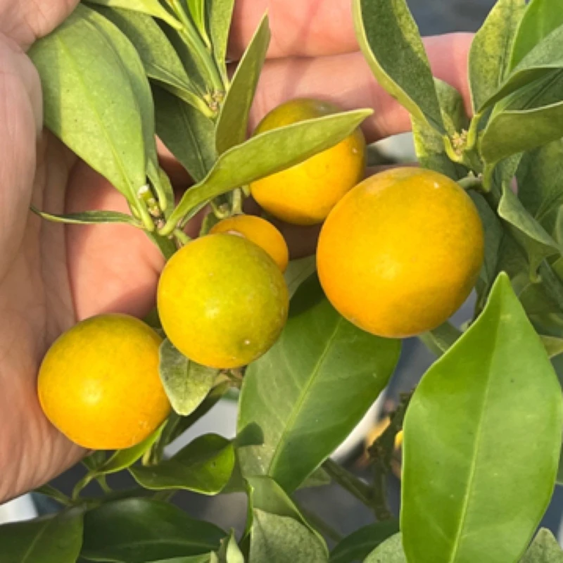 芊芊花园 柑橘类脆皮金桔树苗 懒人盆栽