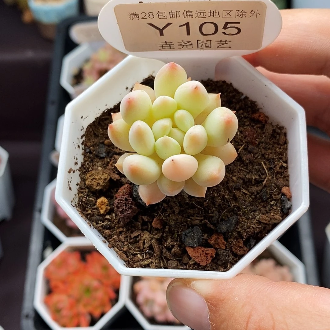 0105 明珠单头 3cm