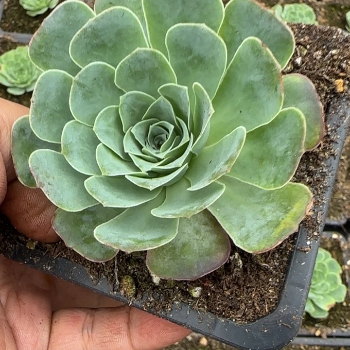 幻紫玫瑰8厘米14282738382