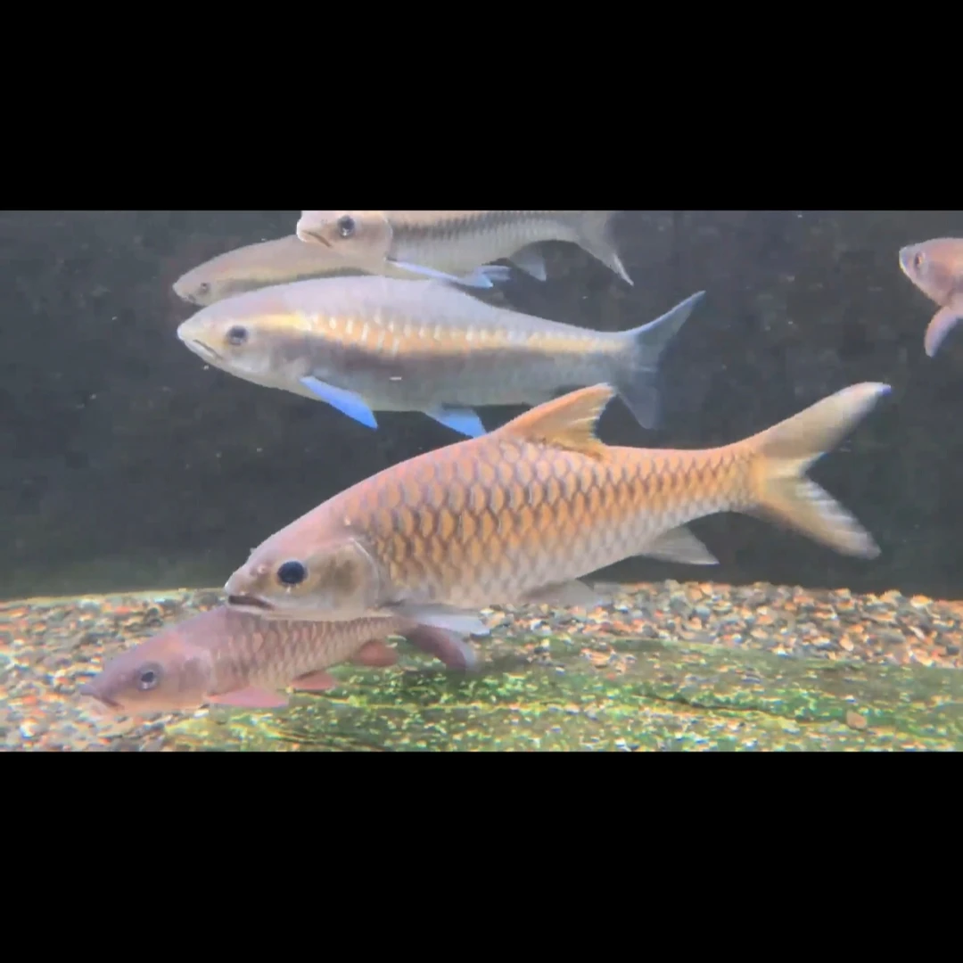 大鳞结鱼蓝吉罗观赏鱼