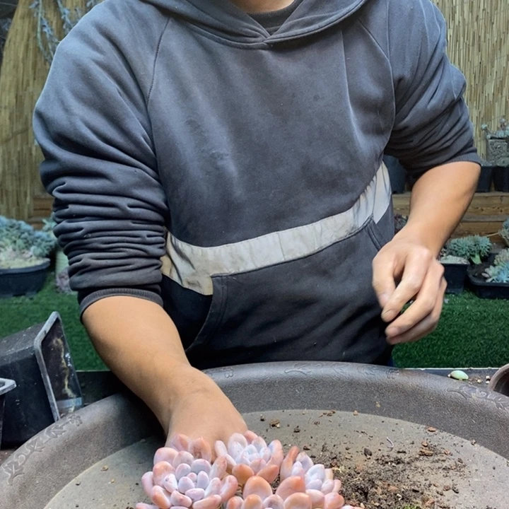肉***司929号香水多肉植物