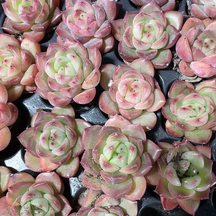 小肉酱玫瑰1元带土