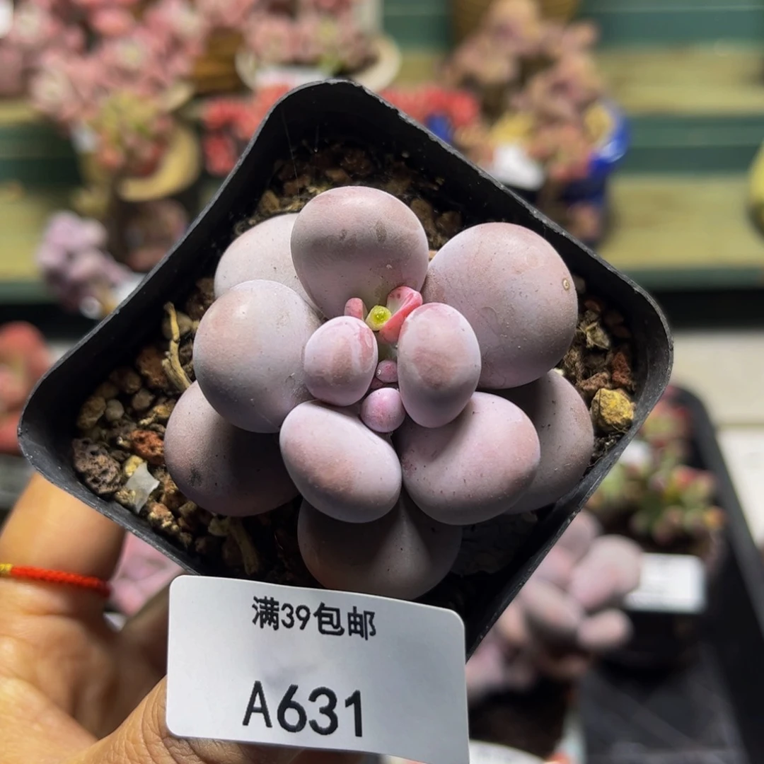 芭比奶631/5cm多肉