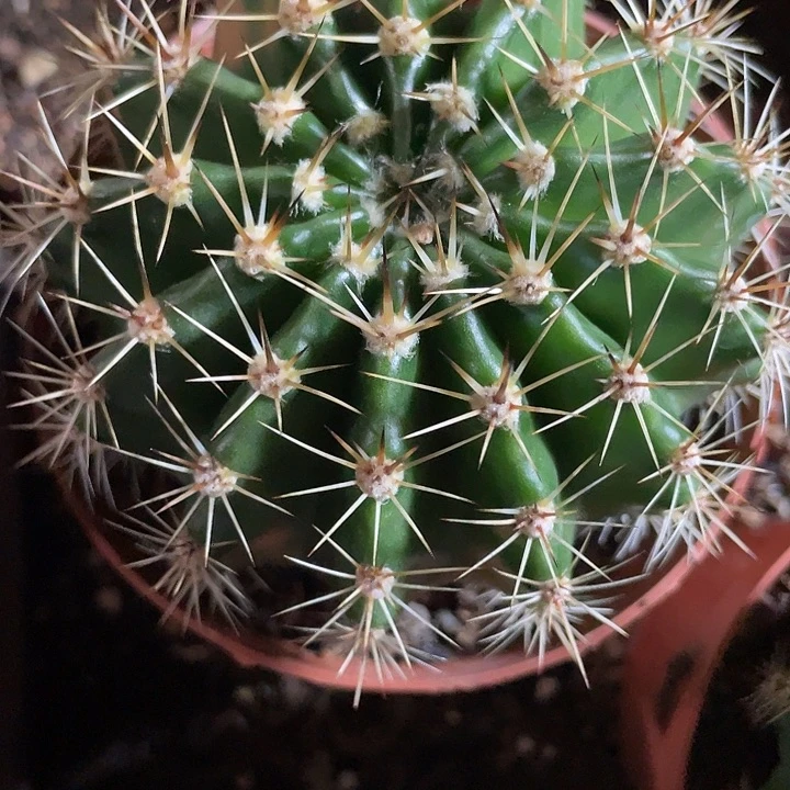 实生彩草带盆土发货