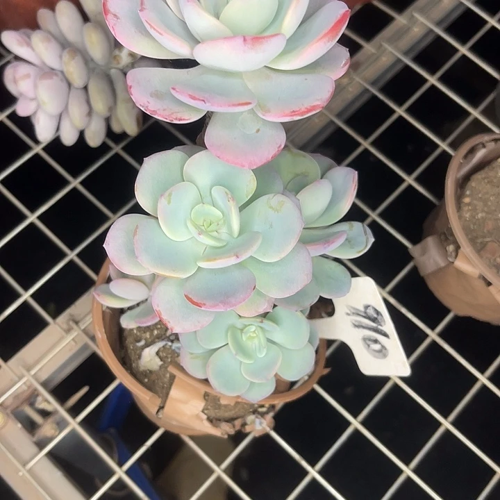 2单包邮，一物一拍白910