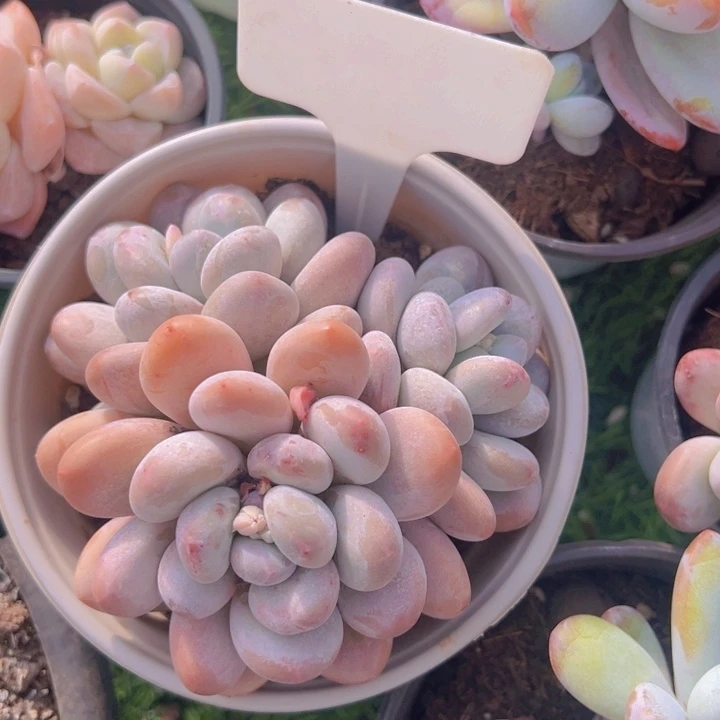 健健康康平平安安